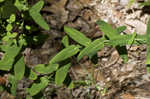 Spotted St. Johnswort